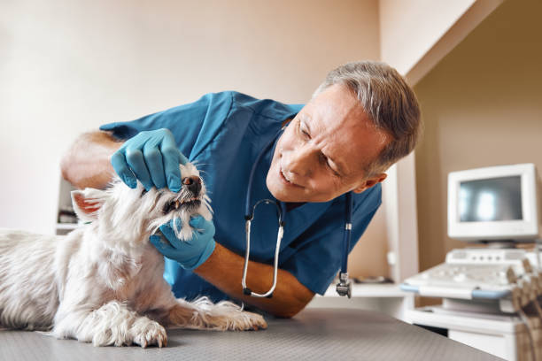 Best Emergency Root Canal Treatment in Ofallon, IL
